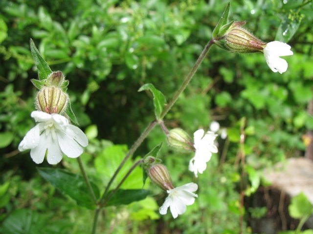 Silene alba compagnon blanc